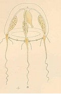 Image result for "eucheilota Duodecimalis". Size: 120 x 183. Source: commons.wikimedia.org