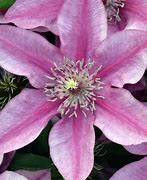 Image result for Clematis Darcy