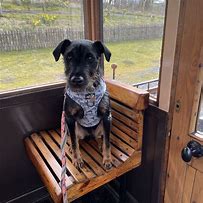 Image result for Brecon Mountain Railway Dogs