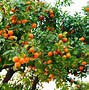 Image result for Twinmotion Sweet Orange Tree