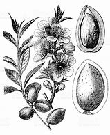Image result for Semi-Dwarf Almond Tree
