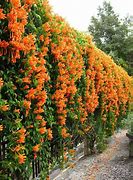 Image result for Plants That Grow On Vines