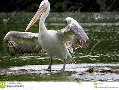 Image result for Pelican Black and White