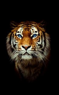 Image result for Japanese Tiger Wallpaper iPhone