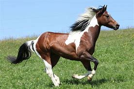 Image result for Paint Horse Racing