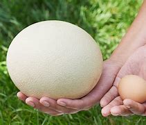 Image result for World's Largest Egg