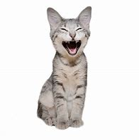 Image result for Laughing White Cat