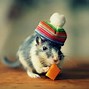 Image result for Funny Wallpapers White Mouse