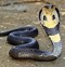 Image result for Cobra PFP Snake