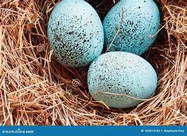 Image result for Robin Eggs
