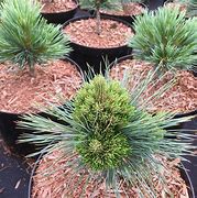 Image result for Pinus flexilis Lil Wolf
