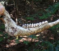 Image result for Deer Jawbone Extraction