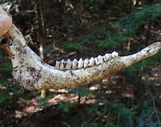 Image result for Deer Jawbone Puller