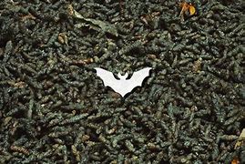 Image result for Bat Guano Natural