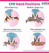 Image result for Animal CPR