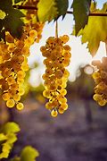 Image result for Yellow Grapes