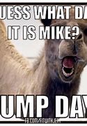 Image result for GEICO Camel Saying Hump Day