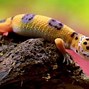 Image result for Cool Small Lizards