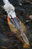 Image result for Pelican Underwater