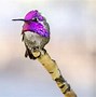 Image result for Types of Purple Animals