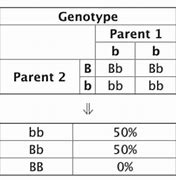 Image result for Homozygous Punnett Square Example