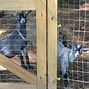 Image result for How to Build a Goat Pen