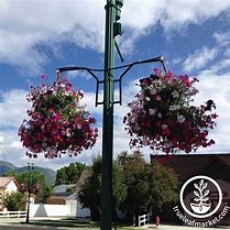 Image result for Lamp Post Hanging Brackets