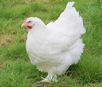 Image result for Image Poule Blanche