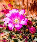 Image result for Cactus Desert at Night Background