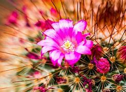 Image result for Desert Cactus Eyes Walpaper