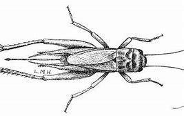 Image result for Cricket Bug Drawing Easy Sketch