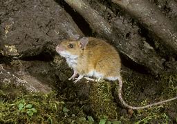 Image result for UK Mice Species