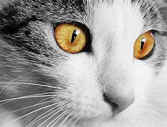 Image result for Michael Kors Frames Cat Eye