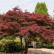 Image result for Plant Japanese Maple Trees