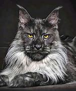 Image result for Maine Coon Cat Dog