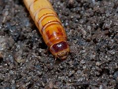 Image result for "eastern-field-wireworm"