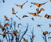 Image result for Bat Flock