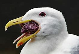 Image result for Seagull Eating