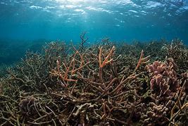 Image result for Ocean Acidification On Marine Life