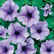 PETUNIA BLUE VEIN に対する画像結果