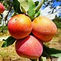 Image result for Fuji Apple Tree