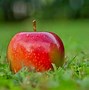 Image result for Early Harvest Apple Variety