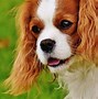 Image result for Top 5 Expencive Dogs Breeds Chart
