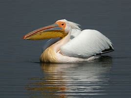 Image result for Pelican Angler Kayak