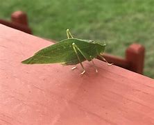 Image result for Bugs That Look Like Leavbes