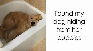 Image result for Puppy Face Emoji