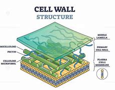 Image result for Cell Wall in Plants