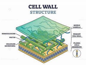 Image result for Cell Wall Cartoon Drawing