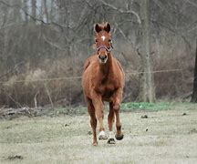 Image result for Horse Racing Trophy