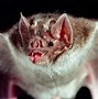 Image result for Vampire Bat Eating Blood